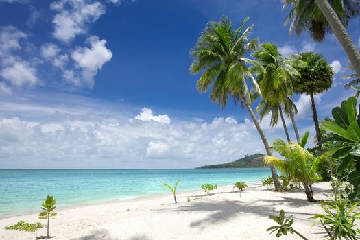 View of nice tropical beach with some palms