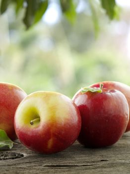 close up view of nice fresh apples on color background