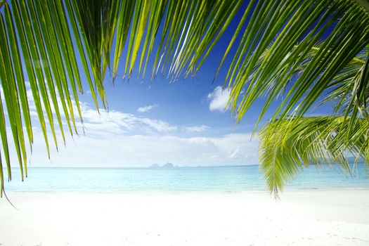 View of nice tropical beach with some palms