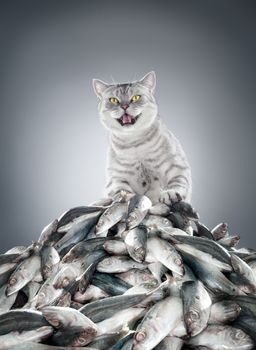 view of nice gray cat standing on a hip of fish