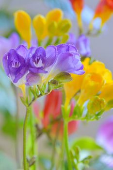 Bouquet of freesias flowers in vase