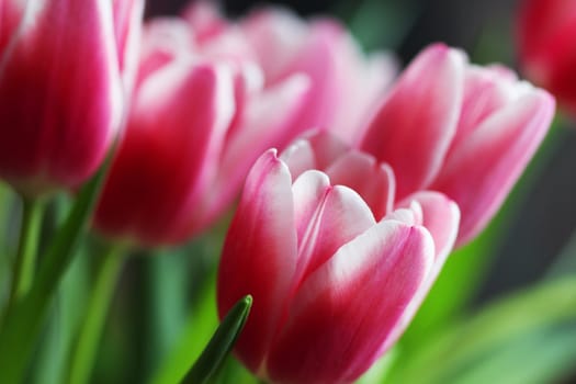 Beautiful bouquet pink tulip on dark background