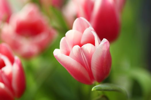 Beautiful bouquet pink tulip on dark background
