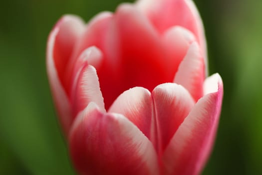 Beautiful bouquet pink tulip on dark background