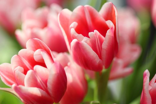 Beautiful bouquet pink tulip on dark background