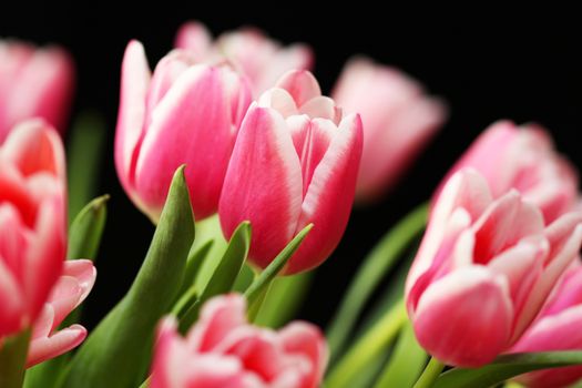 Beautiful bouquet pink tulip on dark background