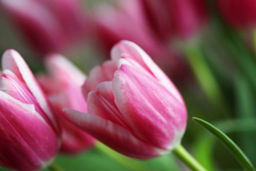 Beautiful bouquet pink tulip on dark background