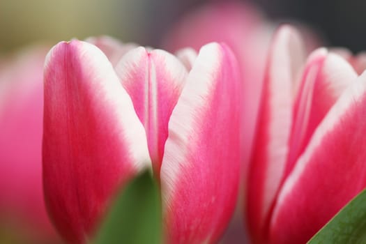 Beautiful bouquet pink tulip on dark background