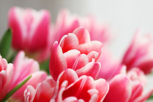 Beautiful bouquet pink tulip on dark background