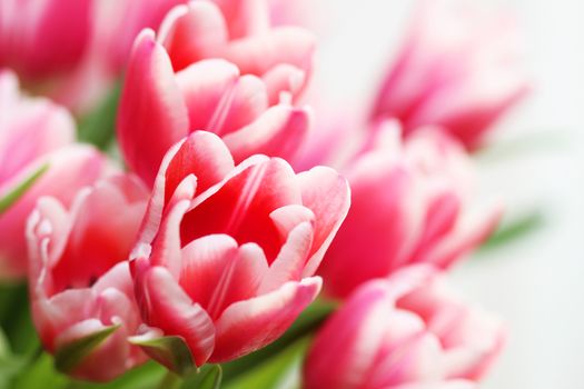 Beautiful bouquet pink tulip on dark background