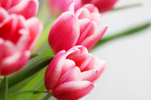 Beautiful bouquet pink tulip on dark background