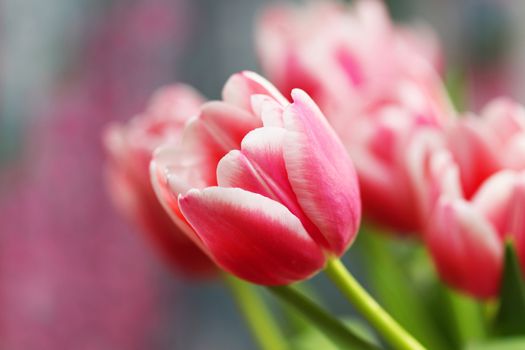 Beautiful bouquet pink tulip on dark background