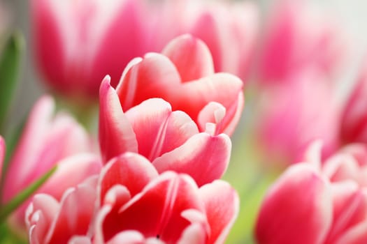 Beautiful bouquet pink tulip on dark background