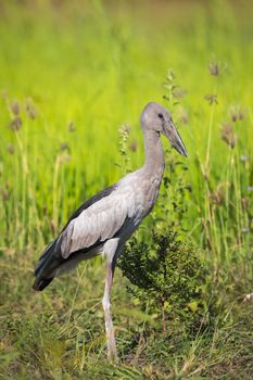 Image of Asian openbill stork on natural background. Wild Animals.