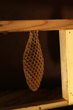 Environment in which they live and produce honey our bees friends