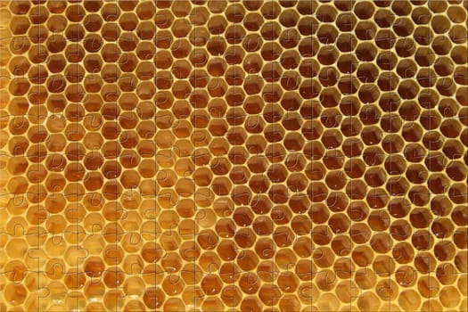 Environment in which they live and produce honey our bees friends