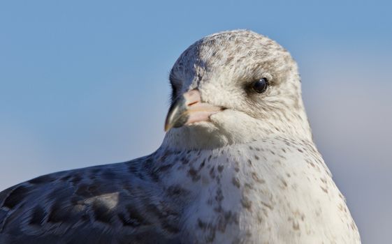 Amazing isolated photo of a cute gull