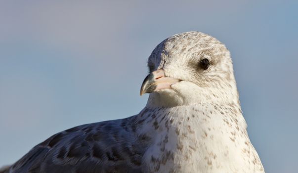 Amazing isolated photo of a cute gull