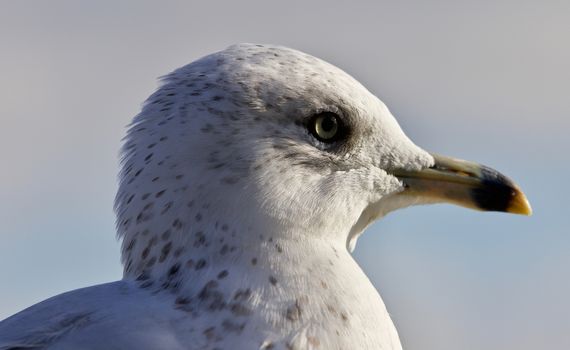 Amazing isolated photo of a cute gull