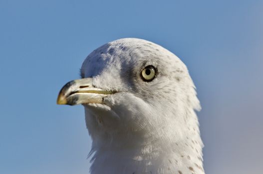 Amazing isolated photo of a cute gull