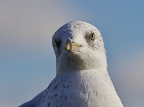 Amazing isolated photo of a cute gull