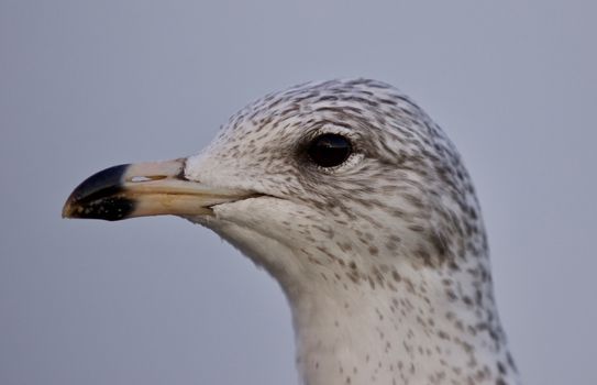 Amazing isolated photo of a cute gull