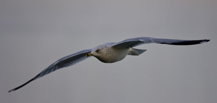 Beautiful photo of a flying gull