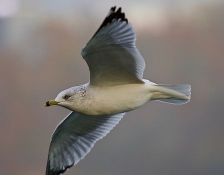 Beautiful image with a gull in flight