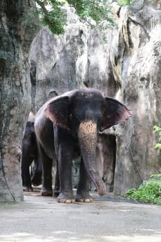Thai elephant show