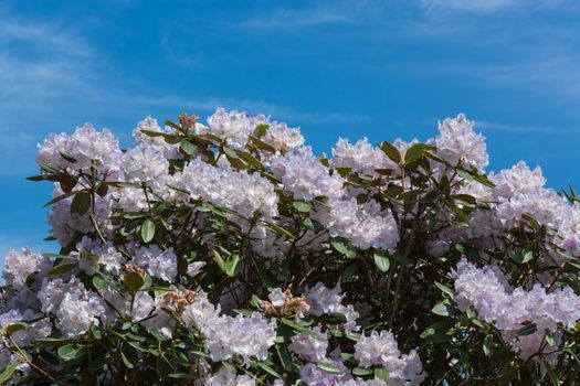 Beautiful fascinating spring scene with blue sky.