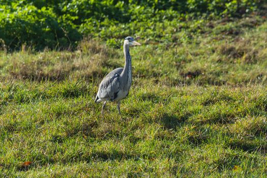 Heron, great grey Heron in the grass by the lake