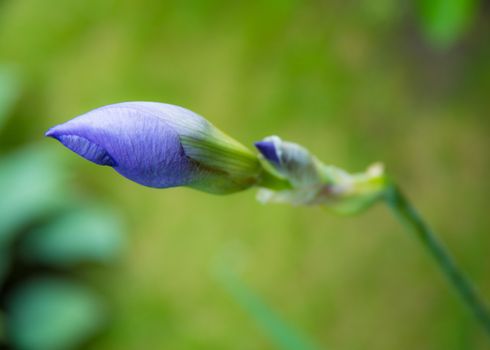 Blue Iris flower bud in the garden