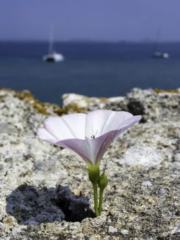 White flower in the rock at sea background