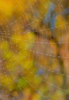 Web closeup on the meadow forest