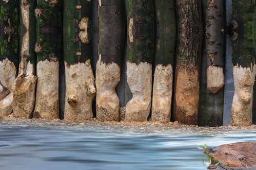 Focus on background. From Beaver gnawed tree trunks. Beaver at food intake swims in a lake.