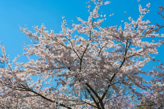 Beautiful fascinating spring scene with blue sky.