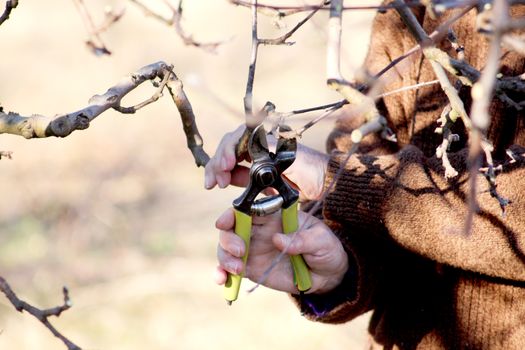 image of a Pruning apple tree in march