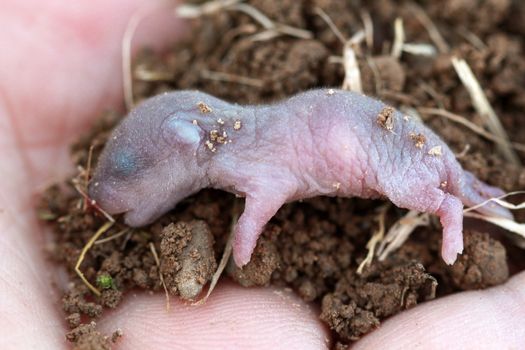 image of a A close up of the very little baby of mouse.