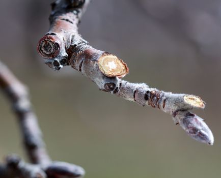 image of a Pruned apple twig and bud in march