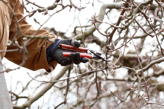 image of a Pruning apple tree in march