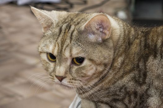 Young British cat rusty coloring looks at the camera close-up