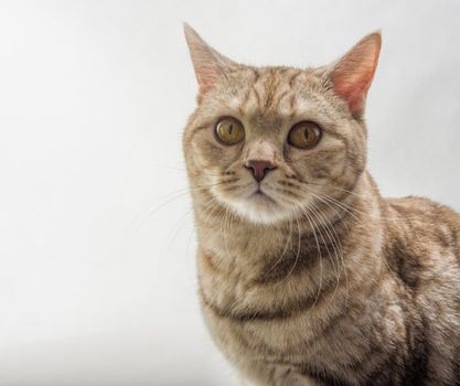 Young British cat rusty coloring looks at the camera close-up