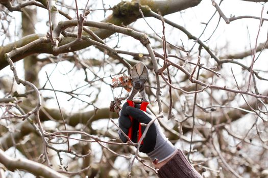 image of a Pruning apple tree in march