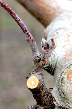 image of a Pruned apple twig and bud in march