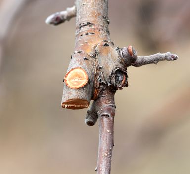 image of a Pruned apple twig and bud in march