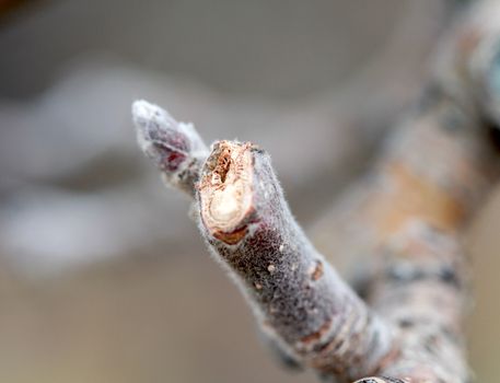 image of a Pruned apple twig and bud in march