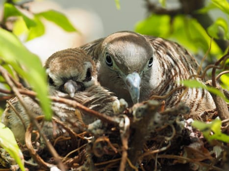 Close Up Of Two Birds, Baby Bird With Mother Portrait In Bird's Nest