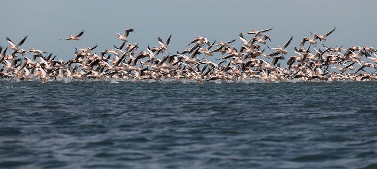 flock of pink pelicans fly over the water