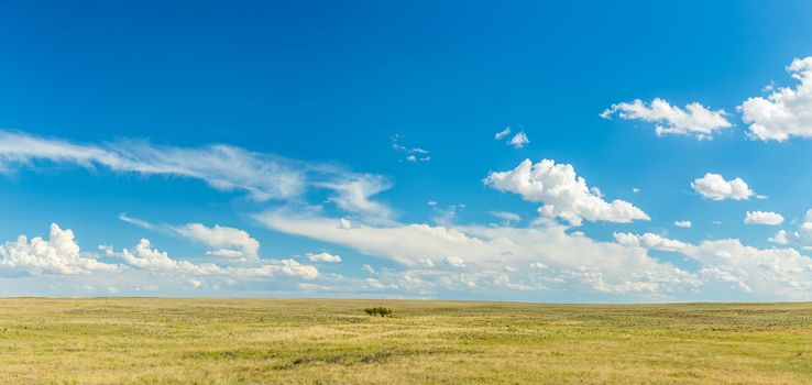 Prairies are ecosystems considered part of the temperate grasslands, savannas, and shrublands biome by ecologists, based on similar temperate climates, moderate rainfall, and a composition of grasses, herbs, and shrubs, rather than trees, as the dominant vegetation type.