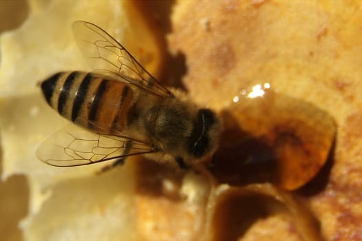 Environment in which they live and produce honey our bees friends